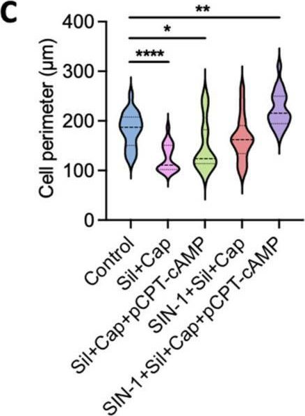 Fig.3.C from the publication: Combined Pharmacological Conditioning of Endothelial Cells for Improved Vascular Graft Endothelialization.