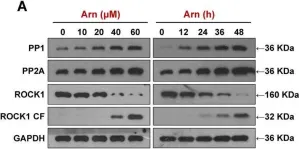 Fig.7.A showing Western Blotting from the publication: ROCK1 activation-mediated mitochondrial translocation of Drp1 and cofilin are required for arnidiol-induced mitochondrial fission and apoptosis.