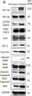 Fig.3.D showing Western Blotting from the publication: STAT3 but Not HIF-1α Is Important in Mediating Hypoxia-Induced Chemoresistance in MDA-MB-231, a Triple Negative Breast Cancer Cell Line.