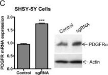 PDGF Receptor α Antibody | Cell Signaling Technology