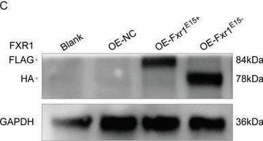 Fig.8.C showing Western Blotting from the publication: The Spatial-Temporal Alternative Splicing Profile Reveals the Functional Diversity of FXR1 Isoforms in Myogenesis.
