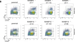 Fig.5.B showing Flow cytometry/Cell sorting in a Homo sapiens (Human) sample from the publication: Modular UBE2H-CTLH E2-E3 complexes regulate erythroid maturation.