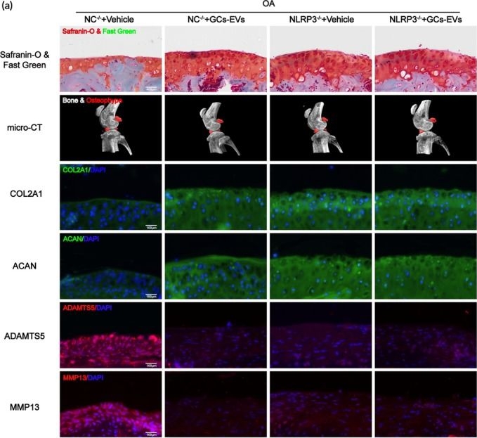 Fig.3.A showing Immunohistochemistry-immunofluorescence in a Mus musculus (House mouse) sample from the publication: Extracellular vesicles from glucocorticoids-preconditioned synovial mesenchymal stem cells exert antiarthritic effects by downregulating the mRNA m6A modification of NLRP3 in macrophages through miR-212-5p.