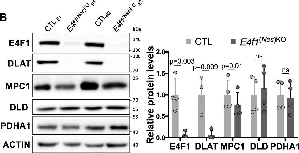 Fig.4.B showing Western Blotting in a Mus musculus (House mouse) sample from the publication: E4F1 coordinates pyruvate metabolism and the activity of the elongator complex to ensure translation fidelity during brain development.