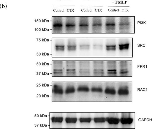Fig.6.B showing Western Blotting from the publication: Formyl Peptide Receptors 1 and 2: Essential for Immunomodulation of Crotoxin in Human Macrophages, Unrelated to Cellular Entry.