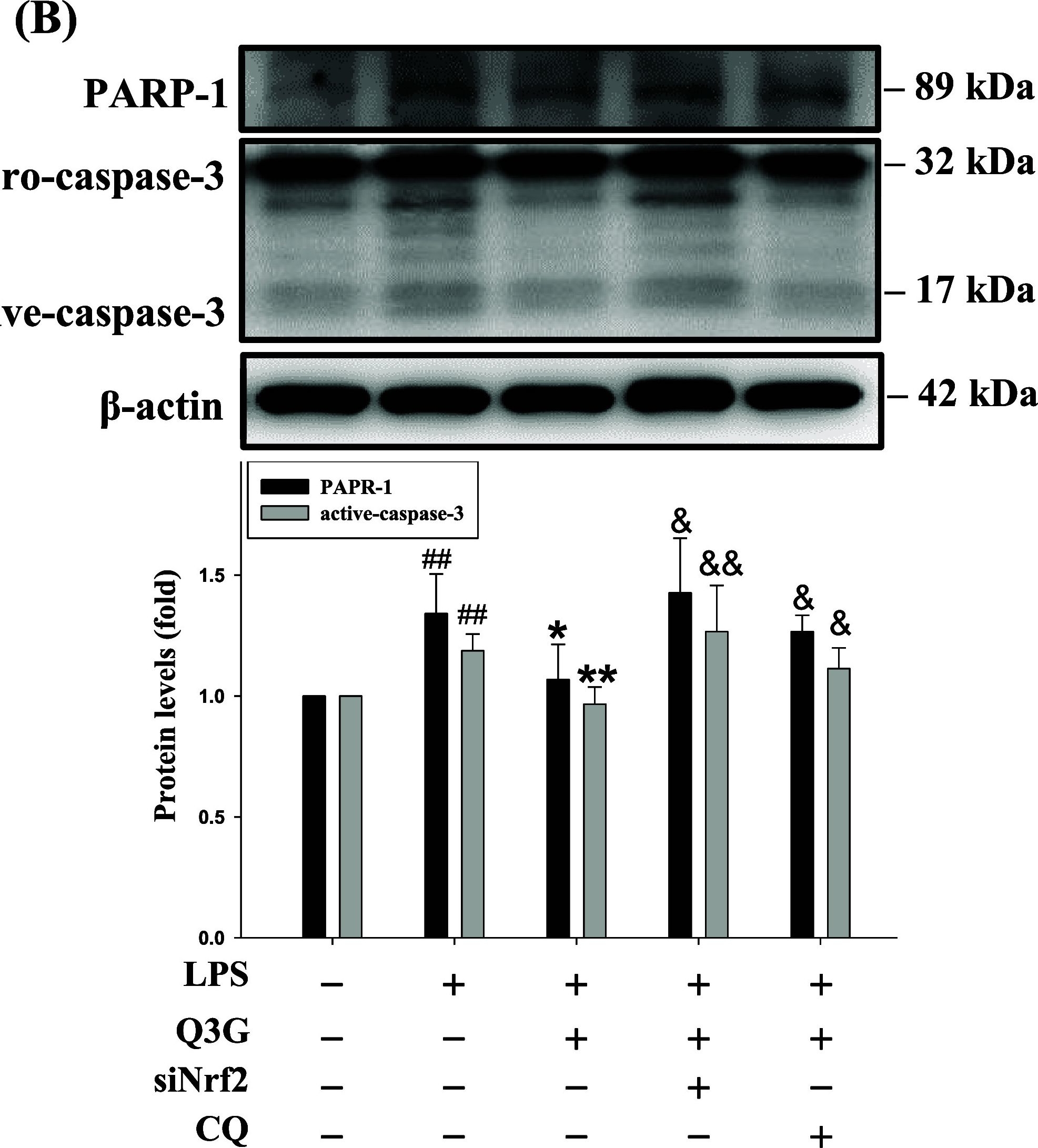 Fig.3.B showing Western Blotting from the publication: Dietary Quercetin-3-Glucuronide Mitigates Oxidative Stress, Inflammation, and Fibroblast Transition by Regulating Nrf2 and Autophagy in Pulmonary Fibrosis.
