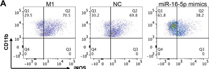 Fig.2.A showing Flow cytometry/Cell sorting from the publication: HUC-MSC-derived exosomal miR-16-5p attenuates inflammation via dual suppression of M1 macrophage polarization and Th1 differentiation.