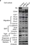 Fig.2.F showing Western Blotting from the publication: Rb suppresses collective invasion, circulation and metastasis of breast cancer cells in CD44-dependent manner.
