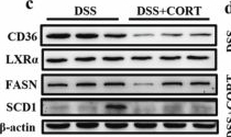 Fig.7.C showing Western Blotting in a Mus musculus (House mouse) sample from the publication: Lactobacillus johnsonii mediates the protective effects of pristimerin against ulcerative colitis and concomitant liver injury through remodeling hepatic lipid metabolism via LXRα-SCD1 axis.