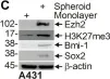 Fig.7.C showing Western Blotting from the publication: Identification of a population of epidermal squamous cell carcinoma cells with enhanced potential for tumor formation.