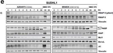 Fig.4.E showing Western Blotting in a Homo sapiens (Human) sample from the publication: Inhibition of RNA polymerase II-activating CDK9 and CDK12/13, but not of cell cycle relevant CDKs, induces apoptosis by downregulating the short-lived Bcl-2 proteins Mcl1 and Bfl1/A1.