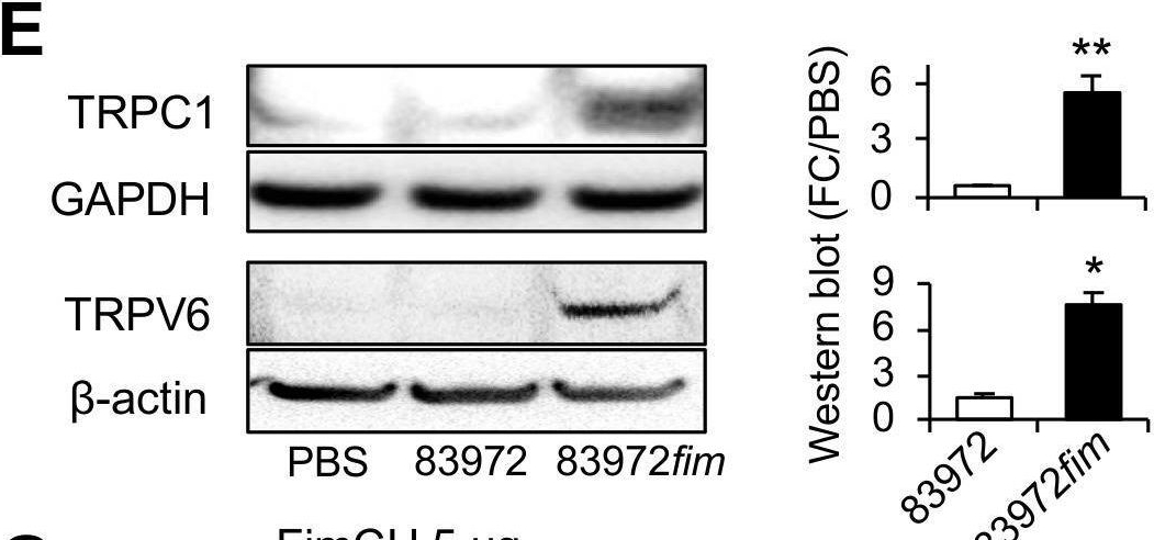 Fig.6.E showing Western Blotting in a Homo sapiens (Human) sample from the publication: Fimbriae reprogram host gene expression - Divergent effects of P and type 1 fimbriae.