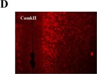 Fig.5.D showing Immunohistochemistry-immunofluorescence in a Mus musculus (House mouse) sample from the publication: A top-down neural circuit for affective-motivational responses of pain relief induced by electroacupuncture.