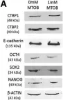 Fig.5.A showing Western Blotting from the publication: Glycolysis Regulates Human Embryonic Stem Cell Self-Renewal under Hypoxia through HIF-2α and the Glycolytic Sensors CTBPs.