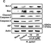 Fig.2.C showing Western Blotting from the publication: α-Lipoic Acid Inhibits Apoptosis by Suppressing the Loss of Ku Proteins in Helicobacter pylori-Infected Human Gastric Epithelial Cells.