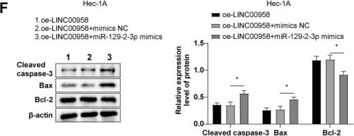 Fig.3.F showing Western Blotting from the publication: lncRNA LINC00958 Activates NOTCH3 by Competitively Inhibiting miR-129-2-3p to Exacerbate the Malignant Biological Behaviors of Endometrial Cancer Cells.