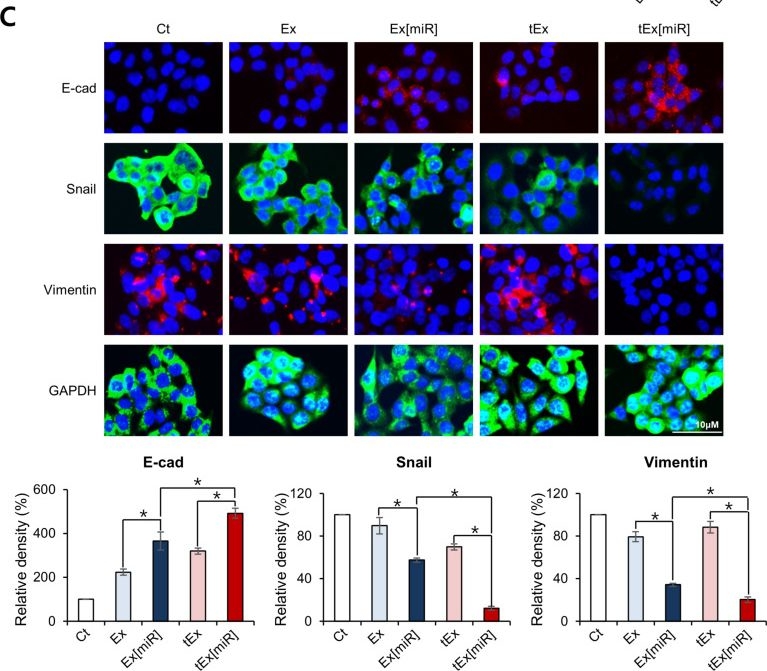 Fig.2.C showing Immunocytochemistry-immunofluorescence in a Homo sapiens (Human) sample from the publication: Innovative Therapeutic Delivery of Metastasis-Associated in Colon Cancer 1-Suppressing miRNA Using High Transmembrane 4 L6 Family Member 5-Targeting Exosomes in Colorectal Cancer Mouse Models.