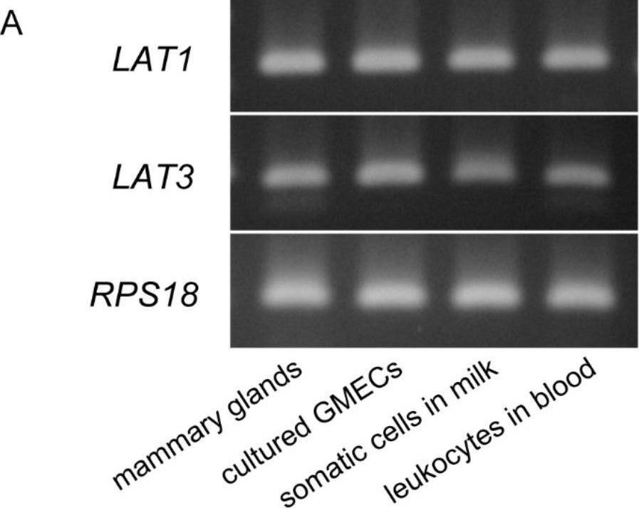 Fig.1.A showing Western Blotting in a Capra aegagrus hircus (Goat) sample from the publication: Valine Treatment Enhances Antimicrobial Component Production in Mammary Epithelial Cells and the Milk of Lactating Goats Without Influencing the Tight Junction Barrier.