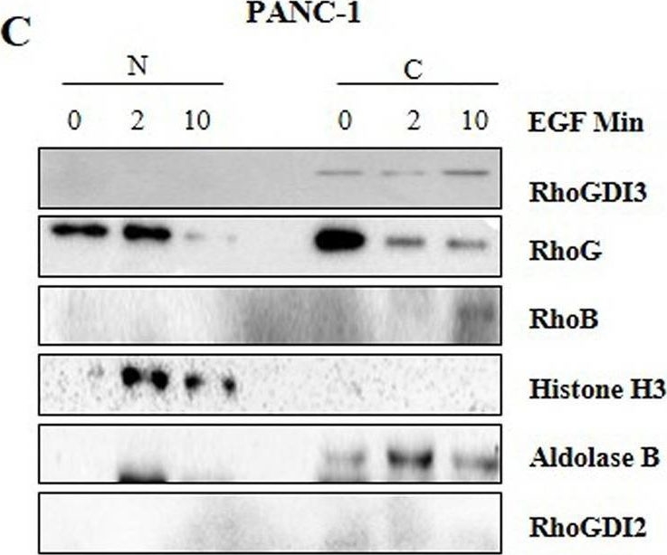 Fig.6.C showing Western Blotting in a Homo sapiens (Human) sample from the publication: Immunological and Functional Characterization of RhoGDI3 and Its Molecular Targets RhoG and RhoB in Human Pancreatic Cancerous and Normal Cells.