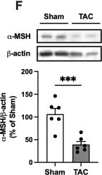 Fig.9.F showing Western Blotting in a Mus musculus (House mouse) sample from the publication: α-Melanocyte-stimulating hormone alleviates pathological cardiac remodeling via melanocortin 5 receptor.