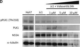 Fig.4.D showing Western Blotting in a Homo sapiens (Human) sample from the publication: Polo-like kinase-1 mediates hepatitis C virus-induced cell migration, a drug target for liver cancer.