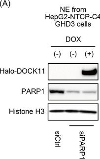 Fig.4.A showing Western Blotting in a Homo sapiens (Human) sample from the publication: DOCK11 promotes HBV cccDNA formation through a PARP1-dependent mechanism.
