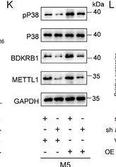 Fig.5.K showing Western Blotting from the publication: Epidermal METTL1-Mediated m7G Modification Drives Psoriatic Inflammation by Stabilizing Bdkrb1 and Orchestrating Neutrophil Recruitment.