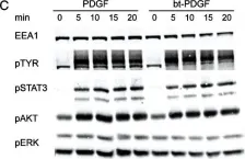 Fig.1.C showing Western Blotting from the publication: Dynamin inhibitors impair endocytosis and mitogenic signaling of PDGF.