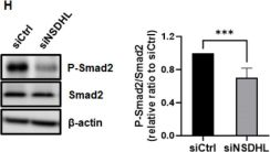 Phospho-SMAD2 (Ser465/467) (138D4) Rabbit mAb | Cell