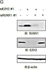 Fig.5.G showing Western Blotting from the publication: RUNX1, an androgen- and EZH2-regulated gene, has differential roles in AR-dependent and -independent prostate cancer.