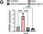 Fig.5.G from the publication: Metformin protects against cyclophosphamide-induced ovarian fibrosis by MIF/CD74-mediated macrophage polarization.