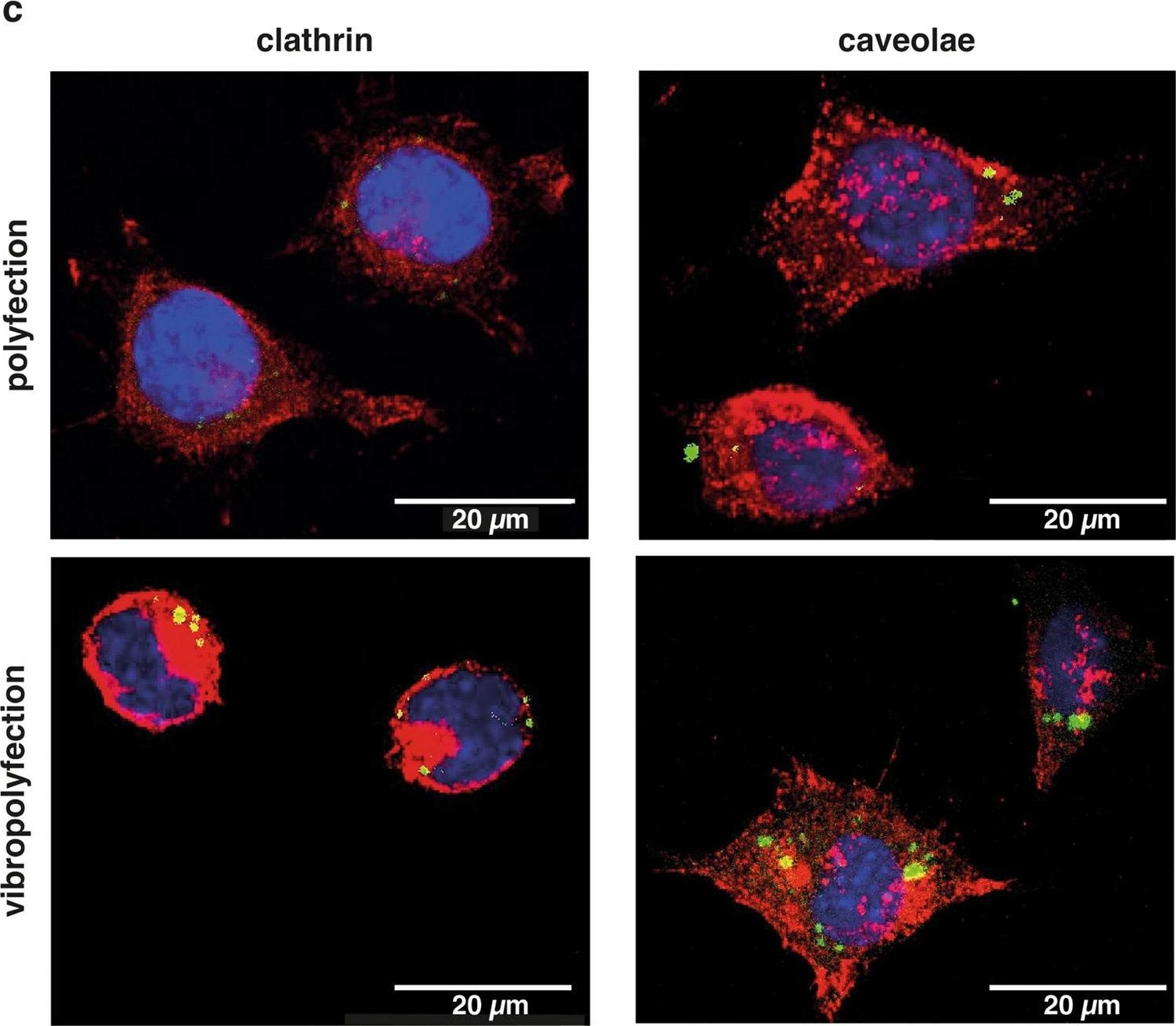 Fig.7.C showing Immunocytochemistry-immunofluorescence in a Mus musculus (House mouse) sample from the publication: Vibropolyfection: coupling polymer-mediated gene delivery to mechanical stimulation to enhance transfection of adherent cells.