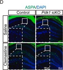 Fig.4.D showing Immunohistochemistry-immunofluorescence in a Mus musculus (House mouse) sample from the publication: Targeting enhancing myelin regeneration reverses cognitive deficits in a mouse model of intellectual disability.