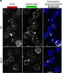 Fig.10.A showing Immunocytochemistry-immunofluorescence from the publication: Mrp1 is involved in lipid presentation and iNKT cell activation by Streptococcus pneumoniae.