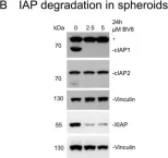 Fig.2.B showing Western Blotting from the publication: Characterization of BV6-Induced Sensitization to the NK Cell Killing of Pediatric Rhabdomyosarcoma Spheroids.