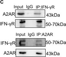 Fig.6.C showing Western Blotting in a Mus musculus (House mouse) sample from the publication: Methotrexate inhibits glucocorticoids-induced osteoclastogenesis via activating IFN-γR/STAT1 pathway in the treatment of rheumatoid arthritis.