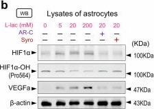 Fig.6.B showing Western Blotting in a Homo sapiens (Human) sample from the publication: Neuronal MCT2 promotes angiogenesis via lactate in the developing mouse neocortex.