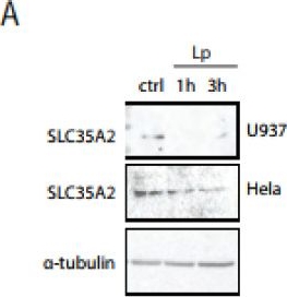 Fig.6.A showing Western Blotting from the publication: Legionella pneumophila Infection of Human Macrophages Retains Golgi Structure but Reduces O-Glycans.