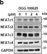 Fig.2.B showing Western Blotting from the publication: DGG-100629 inhibits lung cancer growth by suppressing the NFATc1/DDIAS/STAT3 pathway.