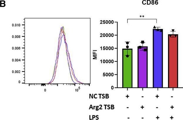 Fig.2.B showing Flow cytometry/Cell sorting in a Mus musculus (House mouse) sample from the publication: Enhancing arginase 2 expression using target site blockers as a strategy to modulate macrophage phenotype.