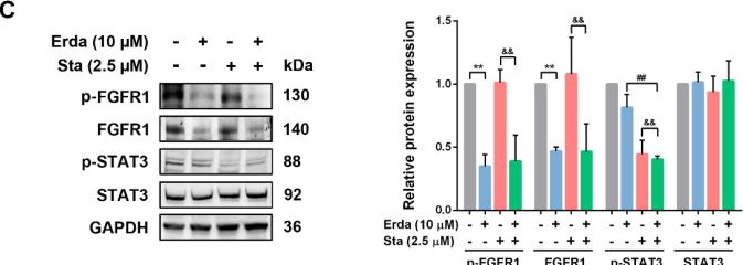 Fig.4.C showing Western Blotting in a Homo sapiens (Human) sample from the publication: STAT3 inhibitor Stattic Exhibits the Synergistic Effect with FGFRs Inhibitor Erdafitinib in FGFR1-positive Lung Squamous Cell Carcinoma.