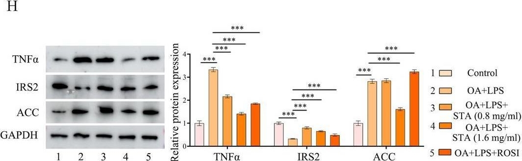 Fig.3.H showing Western Blotting from the publication: Screening Based on Structural and Biological Verification of Stachyose as a PPARγ-Modulating Ligand for the Treatment of Non-Alcoholic Fatty Liver Disease.