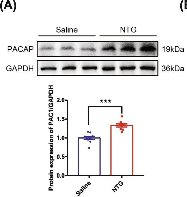 Fig.2.A showing Western Blotting from the publication: PACAP6-38 improves nitroglycerin-induced central sensitization by modulating synaptic plasticity at the trigeminal nucleus caudalis in a male rat model of chronic migraine.
