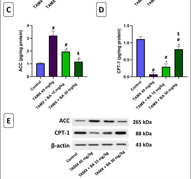 Fig.2.C showing Western Blotting in a Rattus norvegicus (Rat) sample from the publication: Protective potential of bempedoic acid as an AMPK activator in tamoxifen-induced steatohepatitis in rats.