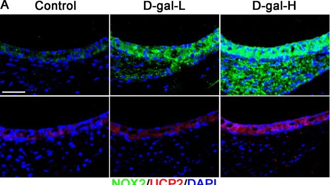 Fig.2.A showing Immunohistochemistry-immunofluorescence in a Mus musculus (House mouse) sample from the publication: D-galactose-induced mitochondrial oxidative damage and apoptosis in the cochlear stria vascularis of mice.
