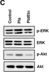 Fig.5.C showing Western Blotting from the publication: Neuronal Orphan G-Protein Coupled Receptor Proteins Mediate Plasmalogens-Induced Activation of ERK and Akt Signaling.