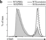 Fig.2.B showing Flow cytometry/Cell sorting in a Mus musculus (House mouse) sample from the publication: Loss of Sirt2 increases and prolongs a caerulein-induced pancreatitis permissive phenotype and induces spontaneous oncogenic Kras mutations in mice.