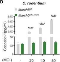 Fig.3.D showing Enzyme-linked immunosorbent assay from the publication: MARCH5-dependent NLRP3 ubiquitination is required for mitochondrial NLRP3-NEK7 complex formation and NLRP3 inflammasome activation.