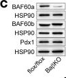 Fig.2.C showing Western Blotting in a Mus musculus (House mouse) sample from the publication: BAF60a-dependent chromatin remodeling preserves β cell function and contributes to the therapeutic benefits of GLP-1R agonists.