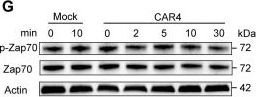Fig.5.G showing Western Blotting from the publication: Natural killer cell-specific chimeric antigen receptor enhances CAR NK cell functions and anti-tumor activity.